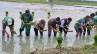 Dukung Gertam Nasional, Tanam Padi Serempak Riau di Rohil Lampaui Target