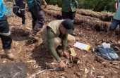 Anak Perempuan 12 Tahun di Pelalawan Tewas Diterkam Harimau Sumatera