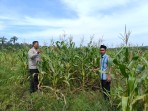 Dukung Ketahanan Pangan Nasional, Polsek Kandis Cek Lahan Jagung Pipil Kelompok Tani Ayu Makmur