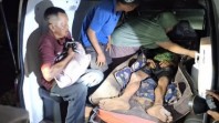 Harimau Serang Pekerja Alat Berat di Siak, BBKSDA Riau Turunkan Tim