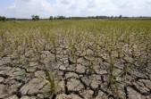Waspada Kekeringan! 60 Persen Wilayah Indonesia Sudah Masuk Musim Kemarau