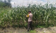 Rutin, Bhabinkamtibmas Polsek Kandis Tinjau Perkembangan Tanaman Jagung untuk Ketahanan Pangan
