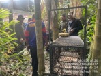 19 Warga Diserang Monyet Ekor Panjang di Inhil, BBKSDA Riau Siapkan Kandang Perangkap