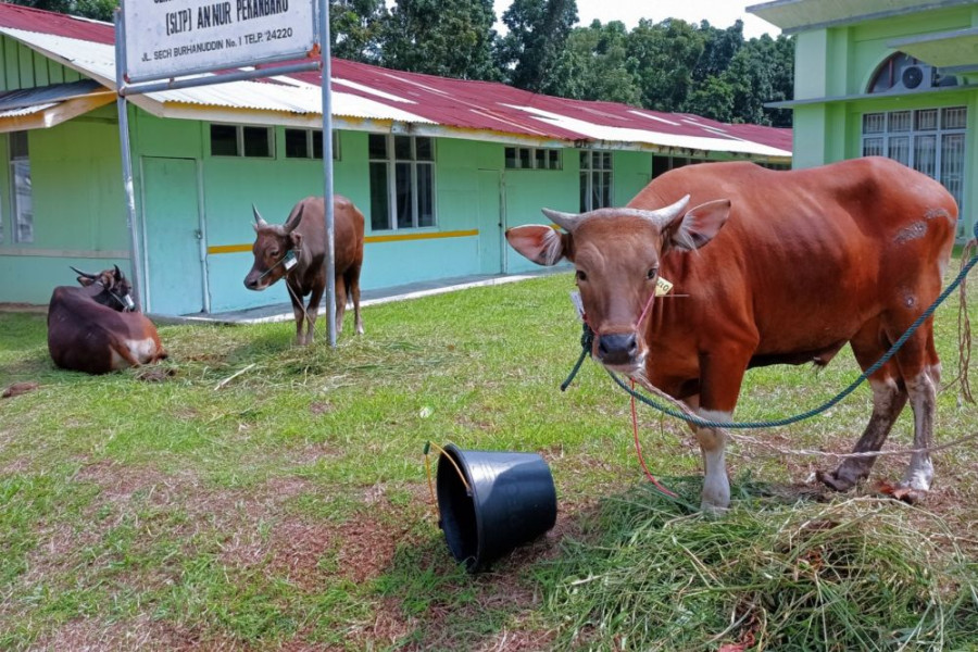 Sapi Kurban ASN Pemprov Riau Iduladha Terkumpul 35 Ekor
