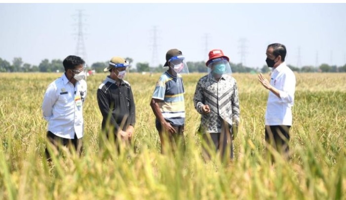Presiden Jokowi Tinjau Panen Padi dan Berdialog dengan Petani di Indramayu