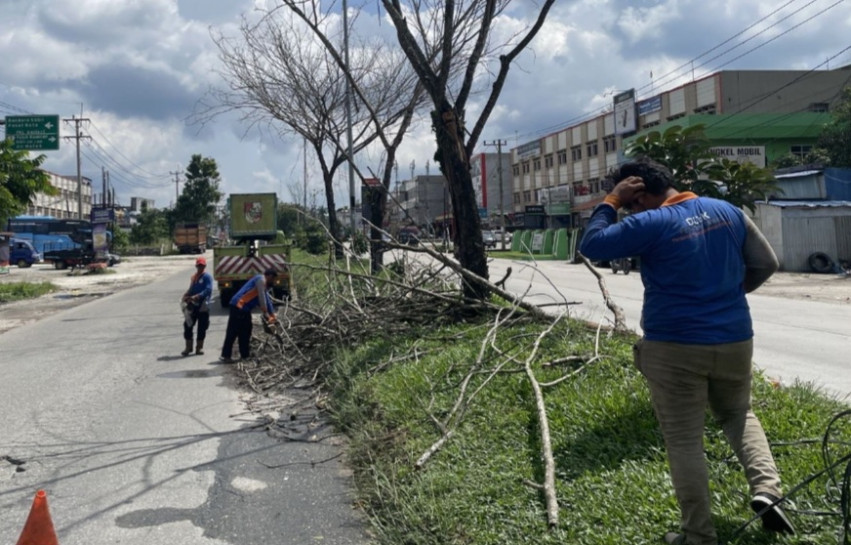 Musim Hujan dan Angin Kencang, DLHK Pekanbaru Siaga Antisipasi Pohon Tumbang