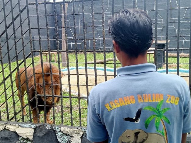 Singa Afrika, Koleksi Terbaru Kasang Kulim Zoo