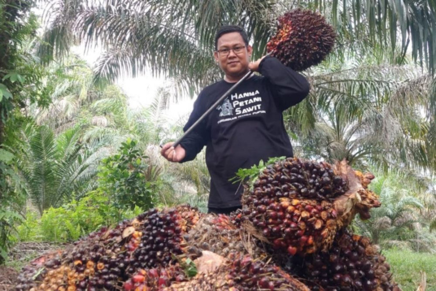 Kelapa Sawit Swadaya Naik Lagi, Ini Daftar Harganya