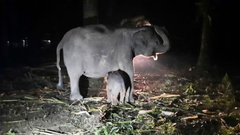 Kabar Gembira, Telah Lahir Seekor Gajah Sumatera di PKG Sebanga