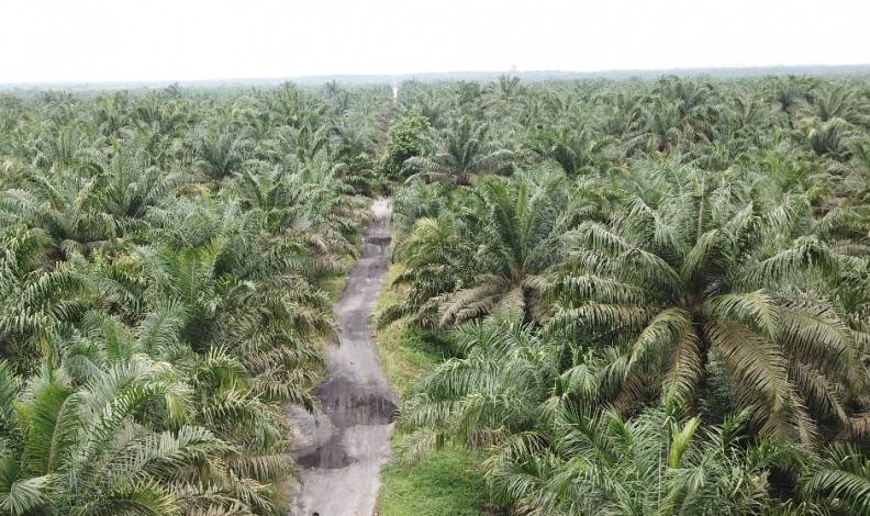 Riau Tak Dapat Dana Peremajaan Sawit Rakyat, Ini Respon DPRD Riau