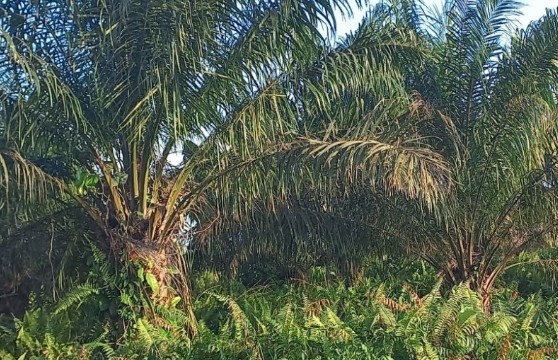 Program PSR Tahun 2021 di Kabupaten Siak, Realisasinya Cuma   28 Persen 