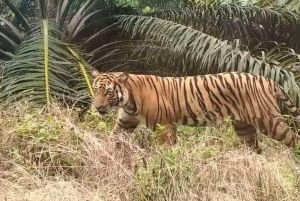 Warga Inhil Riau Tewas Diterkam Harimau