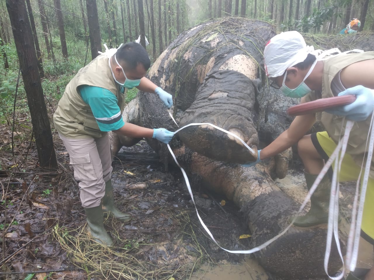 Gajah Tewas di Kawasan Konsesi PT Arara Abadi 