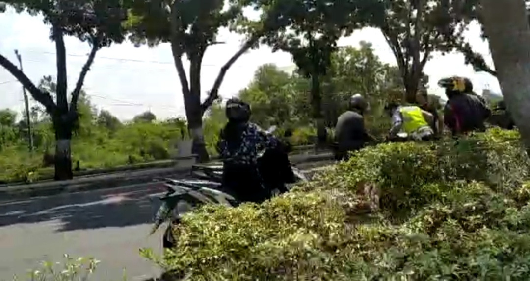 Pengendara Sepeda Motor Diserudug Sapi Kurban di Jalan Sudirman