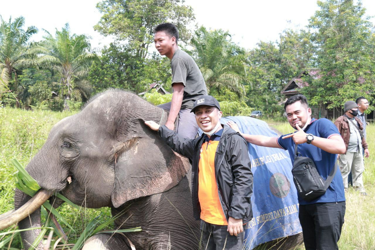 Nikmati Sensasi Nunggang Gajah Sarma