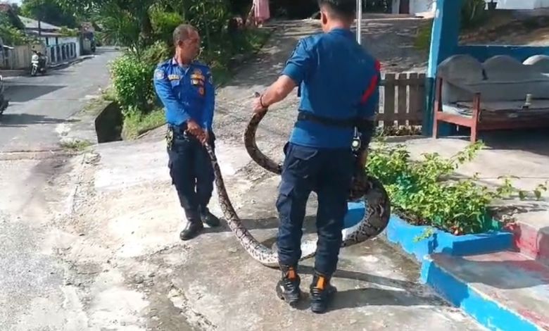 Ular Piton Sepanjang 5 Meter di Pos Ronda Gegerkan Warga Pekanbaru