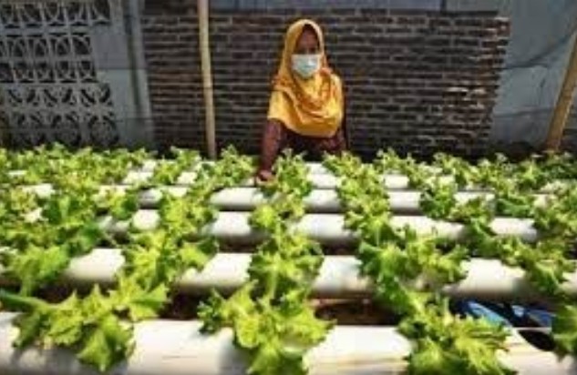 KPED Jabar Fasilitasi Urban Farming 1.000 Masjid