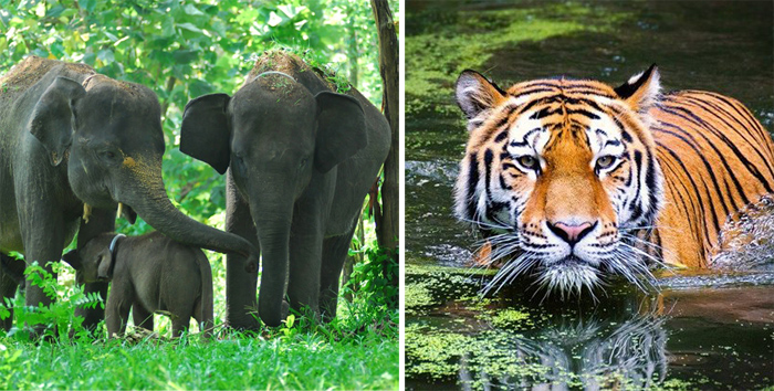 Jika Nampak Harimau & Gajah di Kebun, Apkasindo Imbau Petani Jangan Melukai