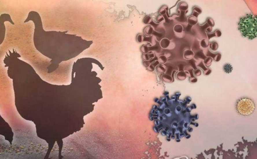 Flu Burung Mulai Mengancam, Ini Respon Diskes Riau