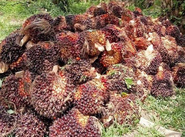 Bahas DBH Sawit, Gubernur Riau Bakal Jumpa Menko Perekonomian