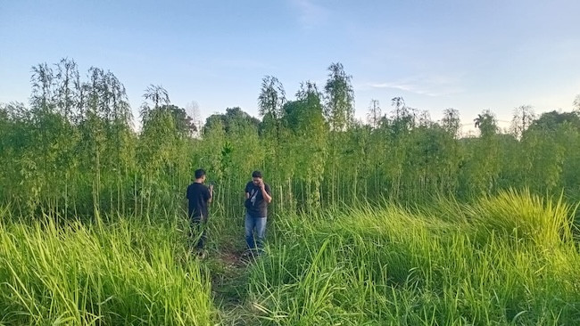 Geger! Warga Temukan Tanaman Diduga Ganja Tumbuh Subur di Pekanbaru