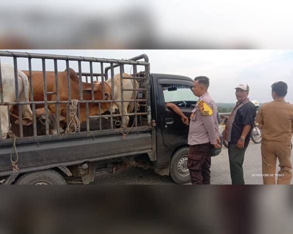 Tanpa Dokumen, 6 Ekor Sapi Kurban Asal Sumut Disuruh Putar Balik