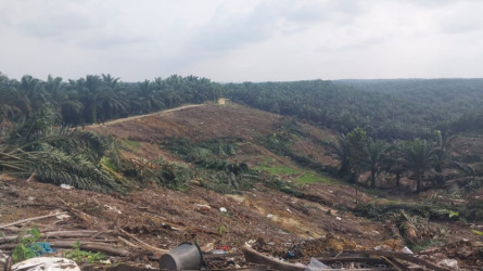 Pengusaha Sawit Manaek Siahaan Kembalikan 500 Ha Lahan TNTN ke Negara
