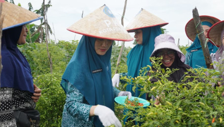 PKK Pekanbaru Panen Melon dan Cabai di Kampung Entrepreneur, Dorong Ketahanan Pangan
