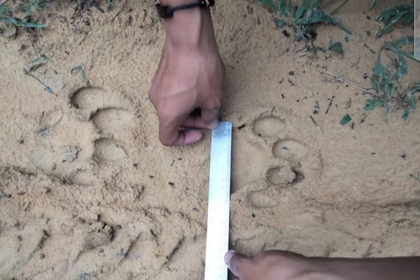 Jejak Kaki Harimau Sumatera Ditemukan di Perkebunan Sawit