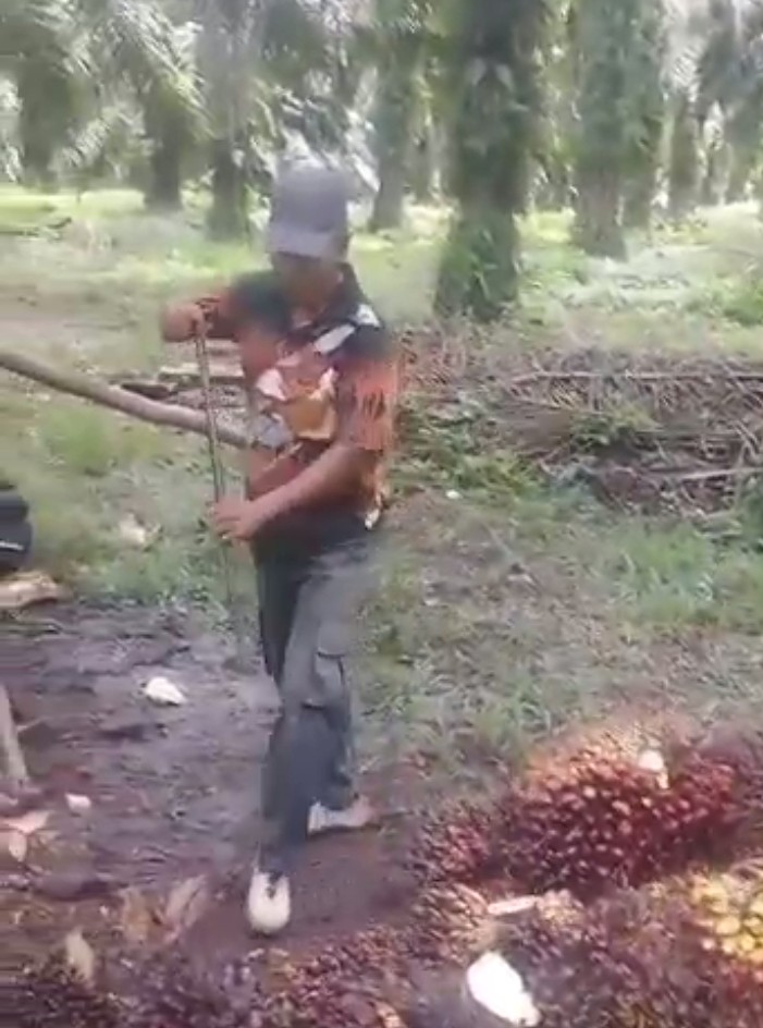 Harga TBS  Semakin Anjlok, Harga Pupuk dan Biaya Angkutan Tinggi  Petani Resah
