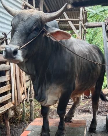 Berat 835 Kg, Ini Jenis Sapi Kurban Bantuan Presiden di Riau