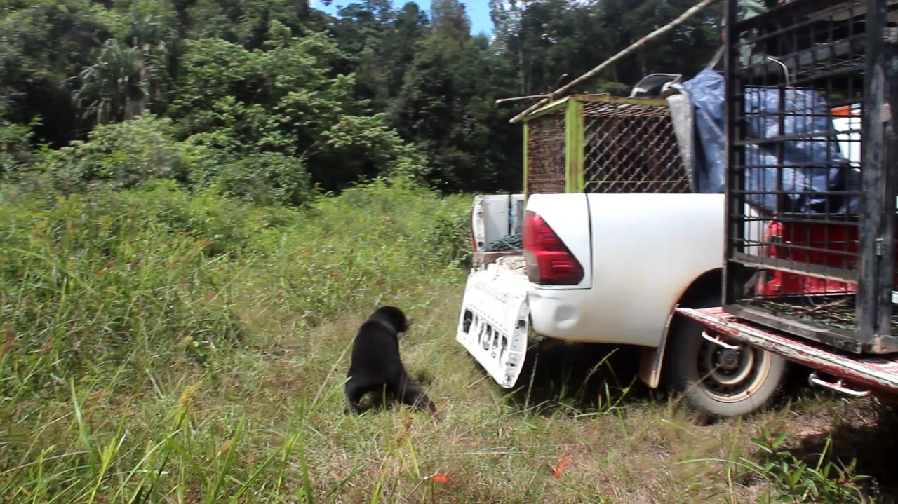 BKSDA Lepasliarkan Dua Beruang Sempat Viral di Dumai