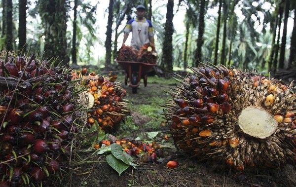 Kabar Gembira, Pekan Ini Harga TBS Sawit Riau Naik