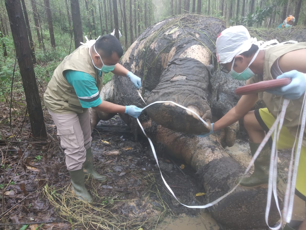 BKSDA Libatkan Polda Riau, Buru Pemenggal Kepala Gajah 