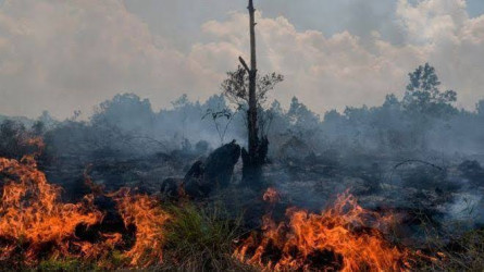 Karhutla Tiga Daerah di Riau, Tim Gabungan Lakukan Pemadaman