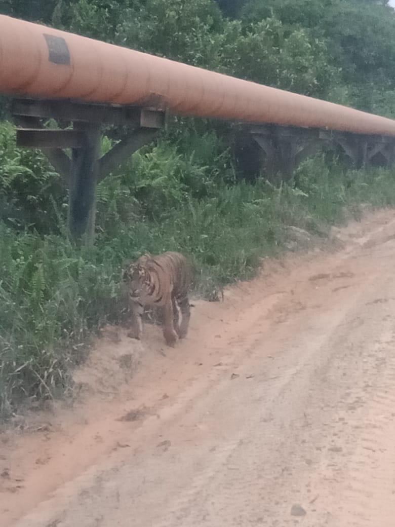 Harimau Sering Muncul, Ini yang Dilakukan BKSDA 