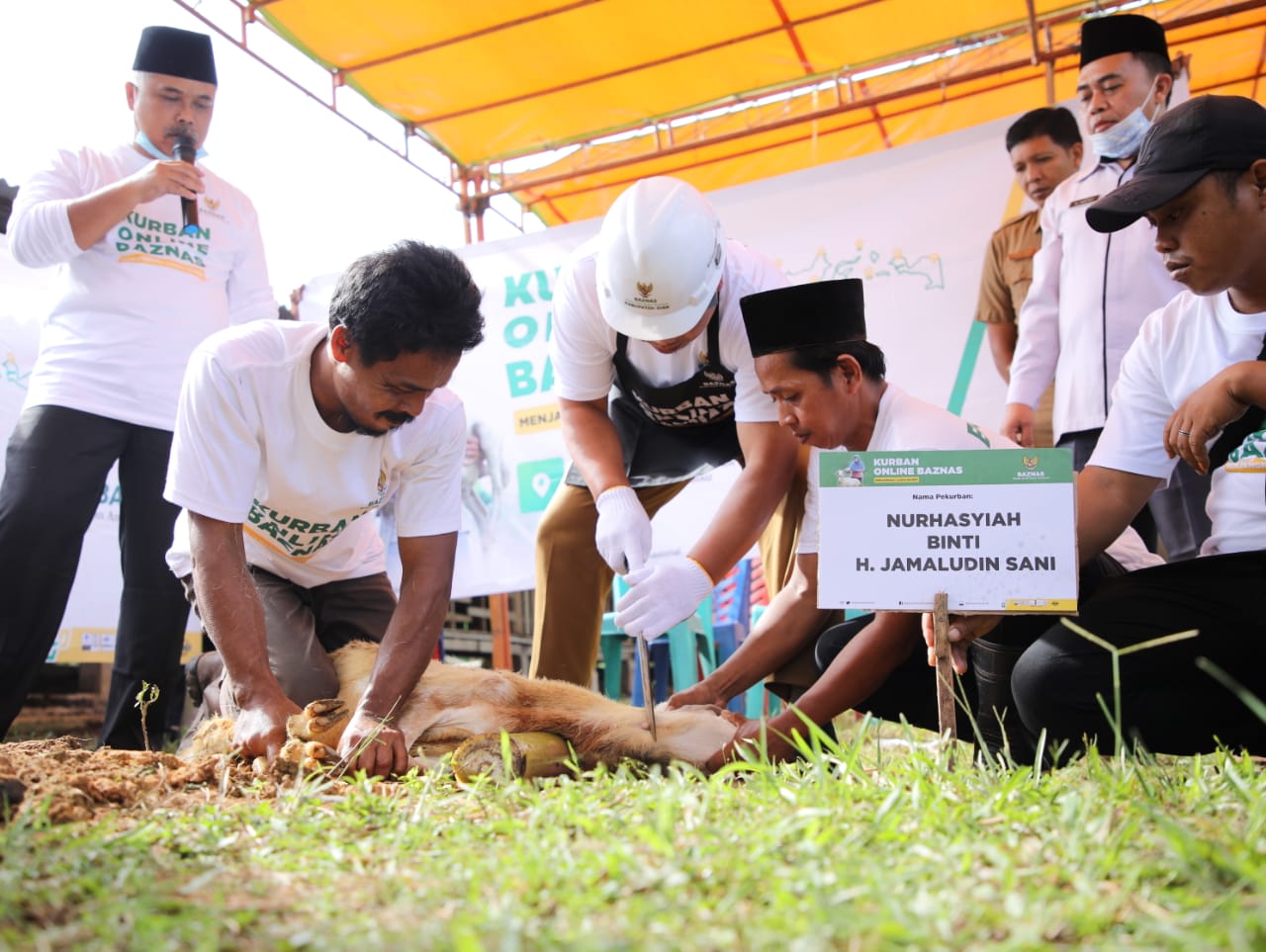 BAZNAS Siak Terima 100 Ekor Domba Kurban  dari BAZNAS Pusat 