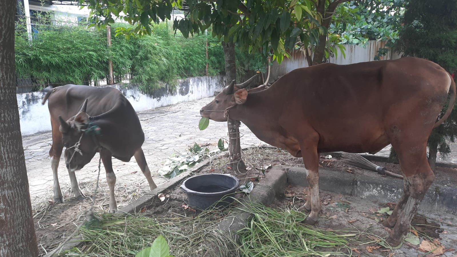Di Riau 1.037  Sapi Warga Terpapar PMK,   Siak Urutan Keempat 
