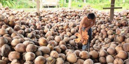 Harga Komoditi Perkebunan Riau Pekan Ini Ada yang Naik dan Turun, Cek Disini
