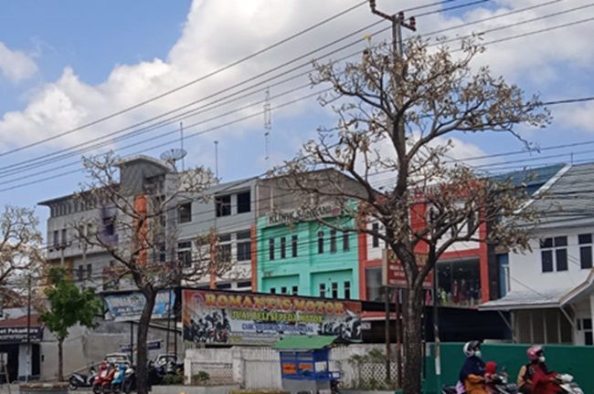 Pohon di Median Jalan Mengering, DLHK Pekanbaru Lakukan Ini