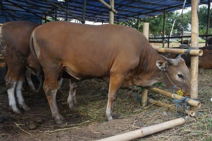 Disuplai dari Provinsi Tetangga, Stok Hewan Kurban di Riau Aman
