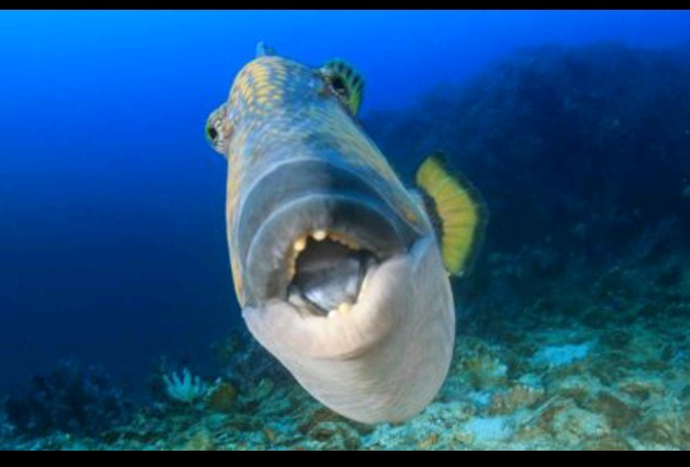 Triggerfish, Ikan yang Punya Mulut dan Gigi Seperti Manusia