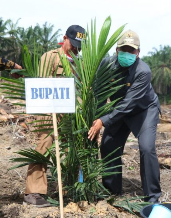 Dalam Kurun Empat Tahun, Dana Rp 67 M Sudah Dikucurkan  untuk Peremajaan Sawit Rakyat
