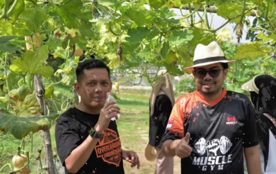 Pimpinan DPRD Pekanbaru Azwendi dan Ginda Ikut Panen Sayur Bersama Masyarakat di Kulim