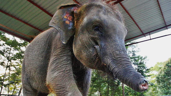 Sakit Misterius, Gajah 8 Tahun Ditemukan Kurus 