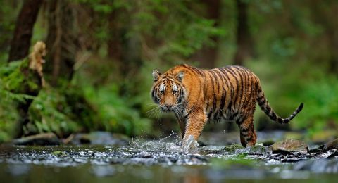 Pencari Sagu di Siak Diterkam Harimau, Lengan dan Bahu Terluka