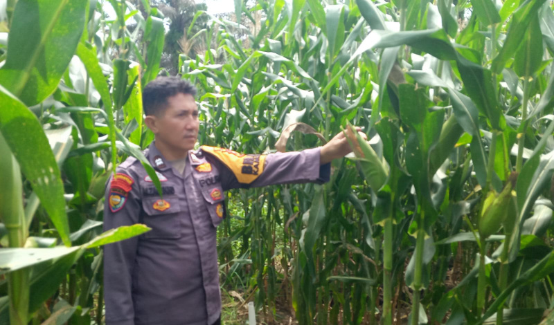 Polsek Kandis Cek Lahan Jagung 2 Hektare di Belutu, Dukung Program Ketahanan Pangan Presiden