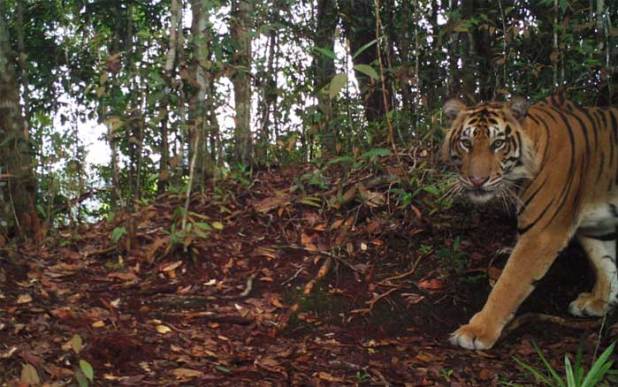 Pantau Harimau di GM Siak Kecil yang Mangsa Petani, Kamera Trap Dipasang BBKSDA