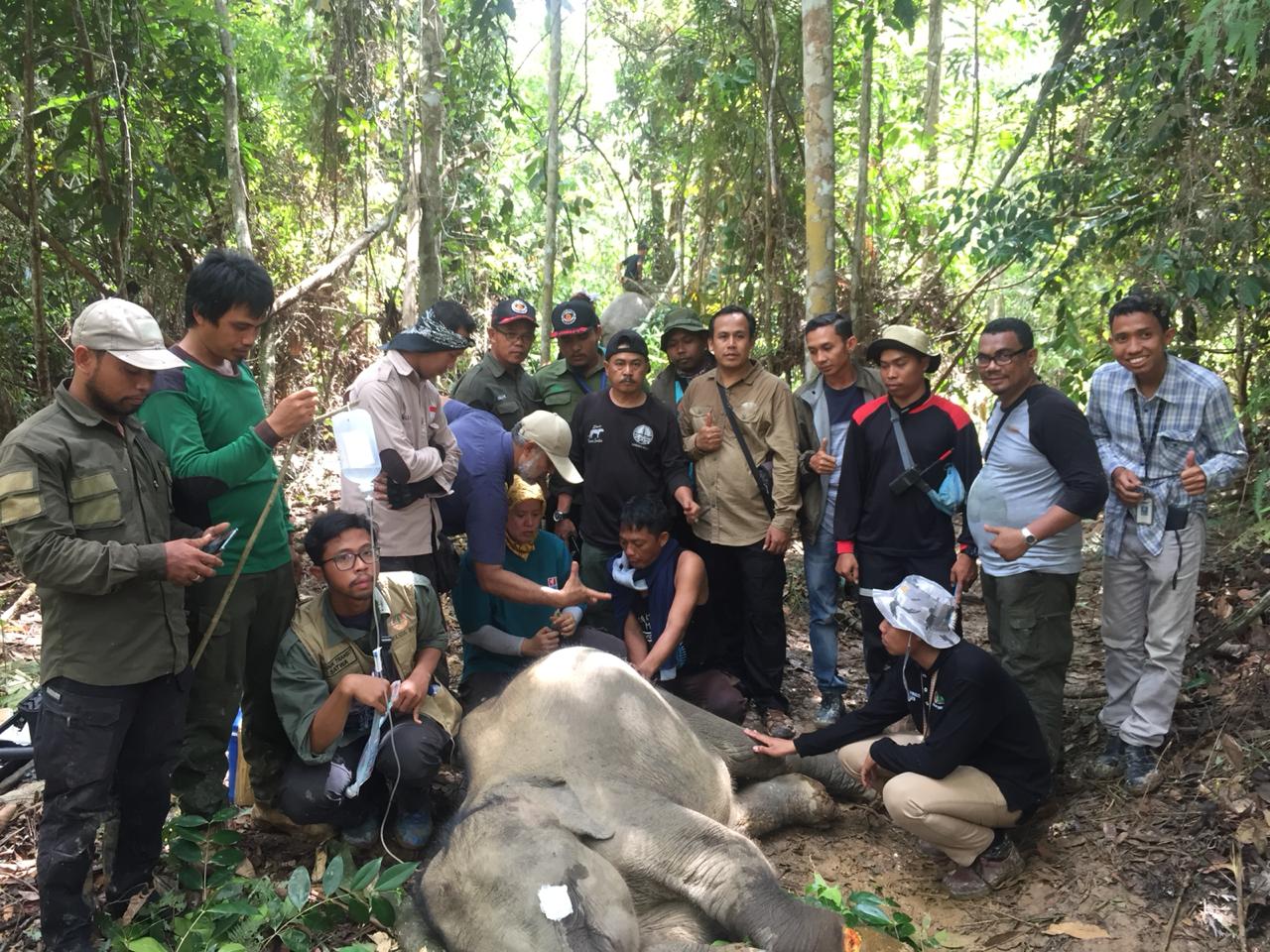 BKSDA Selamatkan Anak Gajah Terjerat di PT RPI