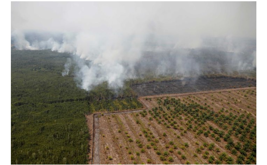 Sejak Januari, 328 Ribu Hektar Lahan dan Hutan Terbakar
